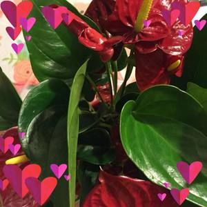 Meet your Posher, Estrella